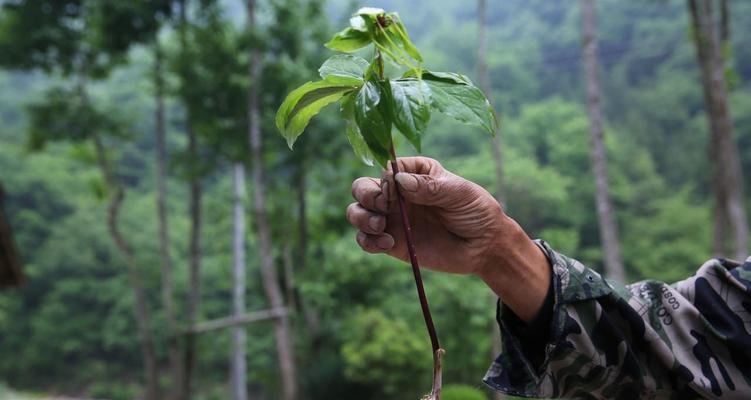 《以浅塘游戏攻略33》——快速提升游戏技巧的秘籍（深入解析浅塘游戏攻略33，让你轻松迈向高手之路）