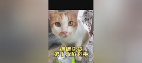 老夫子出装攻略猫萌之道（探索老夫子的最佳装备选择，让猫萌更加强大）