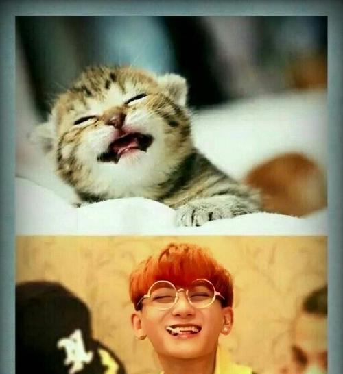 笨蛋变成猫小游戏攻略（游戏攻略全解析，让你成为救世主！）
